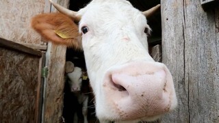 krava kravy kravín mlieko maštaľ (SITA/AP)